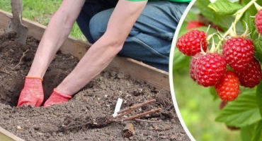 Jak zasadit maliny na podzim: pokyny krok za krokem